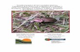 Estudio faunístico de los Carabidae (Insecta, … · agua en los días de lluvia o de hojarasca (Fig. 3). Fig. 1. Vaso enterrado a ras de suelo. ... Para paliar la escasa representación