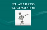 EL APARATO LOCOMOTOR - … · El aparato locomotor. Sistema óseo • Es el 12% total del peso del cuerpo. • Formado por unos 206 huesos más las piezas dentarias y los huesos supernumerarios.