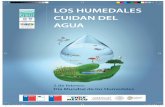 LOS HUMEDALES CUIDAN DEL - CONAF · El manejo de los humedales para apoyar el manejo y el suministro del agua a nivel de cuenca (y viceversa) es fundamental. Sin un manejo adecuado
