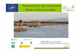 Restauración de Humedales Redes internacionales - … Internacionales... · • Recuperación hidrológica de 35 humedales. 125 Ha. • Plantación de 109.087 árboles y arbustos.