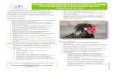 Junio 2018 Prácticas de bioseguridad para minimizar el ... · pavos, patos y gansos) en lugares separados. • Evite las visitas a otras parvadas en patios traseros u ... enfermedades