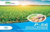 P-56 FICHA TECNICA - Galga Perúgalgaperu.com/wp-content/uploads/2017/01/P-56-FICHA-TECNICA.pdf · generando sostenibilidad en el tiempo. ... Factores y propiedades después de cosecha