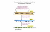 Conservación y Transferencia de la Información Genética Exonucleasas MF1 y FEN-1; RNsa H: Remoción de cebadores de ARN y ADN . La replicación de los extremos de un ADN lineal