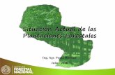 Situación Actual de las Plantaciones Forestales · Lista de Plantines Disponibles NATIVAS Yerba Mate Algarrobo Tataré Lapacho rosado, negro y amarillo Cedro negro Kurupay rá Guavirá