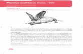 Plecotus austriacus (Fischer, 1829) - mapama.gob.es · estima una población superior a los 15.000. ... Atlas y Libro Rojo de los Mamíferos Terrestres de España. ... las mejores