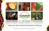 TRÁMITES PARA APROVECHAMIENTO FORESTAL · mejor uso del suelo. b) Persistentes: Se hacen con criterios de sostenibilidad y conservación del bosque con técnicas silvícolas que