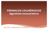 FÁRMACOS COLINÉRGICOS Agonistas …se638762735d982ca.jimcontent.com/download/version...muscarínicos se encuentran en el musculo liso bronquial Su activación produce broncocostricción