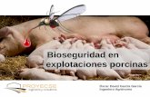 Bioseguridad en explotaciones porcinas - Asociacion de ... · claves de la bioseguridad. RD 324/2000 ... Centro de agrupamiento de reproductores para desvieje ... Diapositiva 1 Author:
