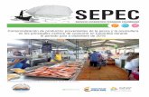 Comercialización de productos provenientes de la pesca y ...sepec.aunap.gov.co/Archivos/BoletinComercializaciondeProductos.pdf · Minoristas en la plaza de mercado Potrerillos en