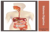 Jacqueline Perez Samuel - quia.com · ¿Qué es el sistema digestivo? •La Boca La Faringe El Esófago El Estómago El Intestino Delgado El Intestino Grueso •Las glándulas anexas