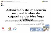 Adsorción de mercurio en partículas de cápsulas de ... · cápsulas de Moringa María A. Hinojosa León y el equipo de trabajo conformado poroleifera Laboratorio de Ecología de