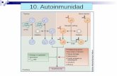 Autoinmunidad - jamontaraz.files.wordpress.com · en el hombre, en el perro, y en el gato ... Anemia Hemolítica Autoinmune en el Perro (AHA) ... una gama de auto-Ac y alteraciones