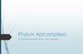 Phylum Apicomplexa - Dr. José Fabio Fernández Alemán.drjosefabiofernandez.com/pmpre5.pdf · las amebas, flagelados, ciliados. La excepción a la regla es Toxoplasma gondii. ...
