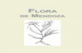 F LORA DE M ENDOZA · Flores solitarias, axilares, tubo floral 8-11 cm long.; pétalos amarillos; estigma sobrepasa las anteras en la antesis. Cápsula cilíndrica, brevemente alargada