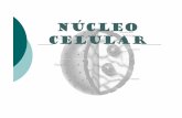 nucleo-flujo de la inf-reproducc. [Modo de compatibilidad]ssanchez/nucleo-flujo de la inf-reproducc. [Modo... · A. Cambios en la molécula de ADN 1. Substitutión de nucleótido