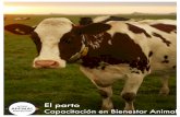 ATENCION AL PARTO - …portaleducativobienestaranimal.org/sites/default/files/4. ATENCION... · morro (nariz) del ternero por fuera de la vulva de la vaca. • Si encuentra el ternero