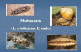 Moluscos - Escuela de Biologia - Facultad de Ciencias ... 2_13.pdf · Se originaron en el mar y allí viven la mayoría. Viven en una gran variedad de habitats: desde los mares polares