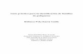 Guía práctica para la identificación de familias de ... · 8 Polychaeta Mediterráneo Español de finas cerdas quitinosas o sedas; denominada quetopodio. Los parapodios pueden