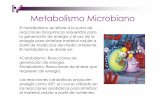 Metabolismo Microbiano - depa.fquim.unam.mxdepa.fquim.unam.mx/amyd/archivero/U3b_MetabolismoMicrobiano_19… · Las vías del metabolismo central: Glucólisis (Embden ... conocidas