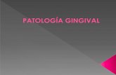 Patología Gingival. Nociones anatómicas e histológicas deecaths1.s3.amazonaws.com/anatomiapatologicaodontount/555822979... · hiperplasia fibrosa, osificante, papilar, a células