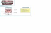 FIGURA 1. Composición de la dentadura humana.2011.elmedicointeractivo.com/formacion_acre2007/pdf/1059.pdf · Pulpitis 1.1. Pulpitis reversibles 1.2. Pulpitis irreversibles 1.2.1.