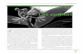 Las epífitas - Ecofronterasrevistas.ecosur.mx/filesco/331.pdf · Las bacterias, fijadores de nitrógeno, pueden en-contrarse en los tanques de las bromelias. Las orquídeas se asocian