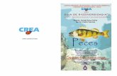 - Universidad de Antofagastaintranetua.uantof.cl/crea/guia peces.pdfNacional de Historia Natural, Chile, Publicación Ocasional, del Mar del Perú (44): 387 pp. - F 4 BIBLIOGRAFÍA