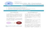 Práctica 5 Interacción de Gametos³n hormonal del ovocito Al igual que la espermatogénesis, la ovogénesis está regulada por la acción de las hormonas llamadas Gonadotropinas