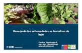 Manejando las enfermedades en hortalizas de hoja - … · Como manejar las enfermedades en cultivos de hojas? Con manejo integrado Estrategia que utiliza diferentes técnicas de control