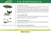 LA ESPINACA - alimentación.esalimentacion.es/imagenes/es/espinaca_tcm5-39181.pdf · LA ESPINACA 1 de 3 ¿Qué es? ... ras de hoja verde oscura, como la acelga, la berza, la col y