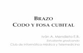 BRAZO CODO Y FOSA CUBITAL - telmeds.org · Fosa radial Surco del nervio cubital Epicóndilos medial y lateral . Brazo Estructuras óseas Musculatura Irrigación Drenaje Inervación