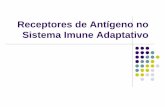 Receptores de Antígeno no Sistema Imune Adaptativo Receptores de Antígeno no... · célula T (TCR) Receptor ab: presente na maior parte dos linfócitos T. Linfócitos T gd