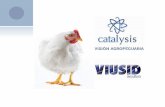 ¿Qué es VIUSID? - catalysisvet.commorita_pollo_engorda_… · aves durante todo el ciclo del pollo de engorda administrado en agua de bebida. HIPOTESIS: incrementar la respuesta