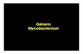 Género Mycobacterium - depa.fquim.unam.mxdepa.fquim.unam.mx/bacteriologia/presntaciones/Resum-Mycobacteriu… · podido cultivar en el armadillo y el cojinete plantar del ratón.