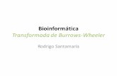 Rodrigo Santamaría - Home | VisUSALvis.usal.es/rodrigo/documentos/bioinfo/muii/sesiones/6-bwt.pdf · La transformada de Burrows-Wheeler • Hemos reducido en gran medida la memoria