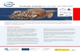 Tortuga Careta en el mar de Alborán · pesqueras es la mayor amenaza en Alborán. Cada año, miles de tortugas quedan atrapadas ... sobre comercio de especies, Convenio de Bonn para