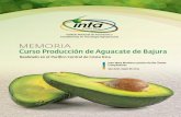 Realizado en el Pacíﬁco Central de Costa Rica - … · Curso Producción de Aguacate de Bajura ... Instituto Nacional de Innovación y Transferencia en Tecnología Agropecuaria