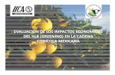 EVALUACION DE LOS IMPACTOS … PROBLEMA: CITRUS HUANGLONGBING (HLB) GREENING El HLB (Greening) se considera la enfermedad más devastadora de la citricultura mundial. Los árboles