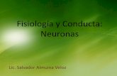 Fisiología y Conducta: Neuronas · Fisiología y Conducta: Neuronas Lic. Salvador Almuina Veloz ¿Qué son las neuronas? Una neurona es una de las células nerviosas, elemento fundamental