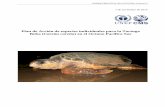Plan de Acción de especies individuales para la Tortuga ... · de las tortugas marinas y la dispersión de las crías, así como el comportamiento de alimentación. Está documentado
