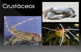 Crustáceos - presentacionesanimales.files.wordpress.com · SubphylumCrustacea Se han descrito alrededor de 67, 000 especies. Incluyen las langostas, los camarones y los cangrejos.