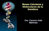 Bases Celulares y Moleculares de la Genética - Ciclo 2016 · Bases Celulares y Moleculares de la Genética . GENOMA Y ADN Al total de información genética de un organismo se le