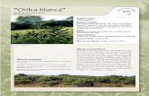 “Chilca blanca” · chilca blanca. Nombre científico: ... Flora arbórea y arborescente del Uruguay. Montevideo. Rossengurtt, B. 1977. Forrajeras Bolillas 6, 7 y 8.