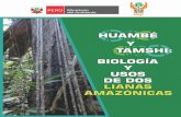 HUAMBÉ - iiap.org.pe · demográfico, permitió que los primeros horticultores amazónicos empezaran a experimentar con una serie de materiales naturales, ensayando una diversidad