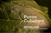 Puros Cuban os - netssa.comnetssa.com/cigar/historia_puros_cubanos.pdf · La trabajadora negra Ana Rosa López entra a ... pintoresca y útil que anima el ... semejante a la de la