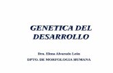GENETICA DEL DESARROLLO - … · 1. genes hox 2. genes pax 3. genes notch 4. genes wnt 5. genes hedgehog 6. genes smad familias de genes del desarrollo