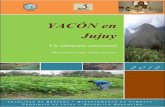 YACÓN en Jujuy - cedaf.fca.unju.edu.arcedaf.fca.unju.edu.ar/sub/biblio/libros/YACÓN en Jujuy Un alimento... · sobre el origen y la distribución del Yacón en América, el valor