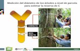 Medición del diámetro de los árboles a nivel de parcela ... · REDD+ CORRECTO. INCO-RRECTO. Medición del diámetro de los árboles a nivel de parcela para estimar la reserva de