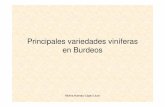 Principales variedades viníferas en Burdeos · Molina Huertas/ López Lluch El Burdeos tinto se elabora generalmente a partir de una mezcla de uvas, como Cabernet Sauvignon, Cabernet