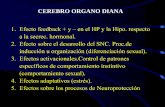 CEREBRO ORGANO DIANA - UCM-Universidad Complutense de …webs.ucm.es/info/fisio/Depto/diaponeuroq/neuroesteroides 1.pdf · EFECTOS DE LA CORTICOSTERONA: ... Facilita la liberación
